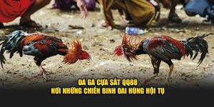 Đá gà cựa sắt