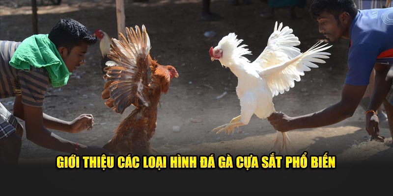 Giới thiệu các loại hình đá gà cựa sắt phổ biến