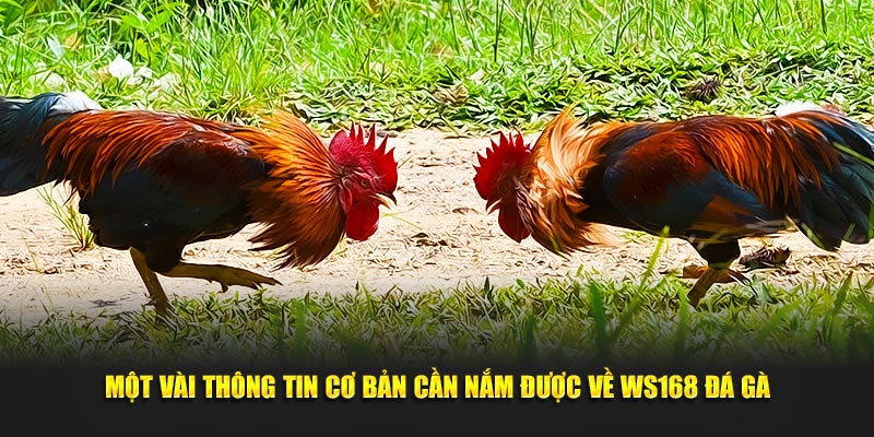 Một vài thông tin cơ bản cần nắm được về WS168 đá gà